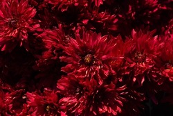 Red dahlia flowers in full bloom. Floral background. Beautiful large red dahlia petals. Autumn wallpaper with many red flowers. Autumn still life close up. Summer