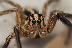 The jumping spider is a type of spider that gets its common name from its jumping ability, which it uses to catch prey.Jumping spiders are harmless, beneficial creatures.