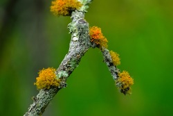 Vibrant colored lichens on dry tree trunk, defocused green background. Symbiotic association between an algae and a fungus called lichen, colonizing the dry trunk of a tree.