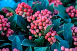 Skimmia japonica, also known as the Japanese skimmia, with red fruits. This plant is native to Japan and China. This species is the Skimmia japonica Temptation. Its' cultivated in gardens and parks.