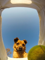 Wide angle shot of a dog looking into a basket to catch his ball and play. Concept for play, playful, animals, animals playing and spending time with dogs.