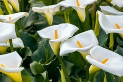 Zantedeschia aethiopica, commonly known as calla lily and arum lily. Close up on inflorescence and spathe of this plant.