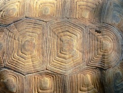 Turtle in sunlight close-up, tortoise shell texture