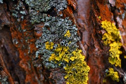 Beautiful bright forest background. Textured bark of old adult apple tree in garden, covered with red, gray, yellow mosses, lichens, mushrooms. Natural texture Xanthoria parietina, closeup