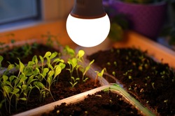 Growing seedlings of annual herb lettuce, cornflower flower in transparent, orange plastic containers on black soil under light LED lamp solar spectrum. Lamp illuminates young plants at night spring