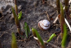 Beautiful white brown snail shell on wet black soil among bright green sprouts of lily of valley and interwoven plant roots in spring garden. Empty lifeless snail house after rain