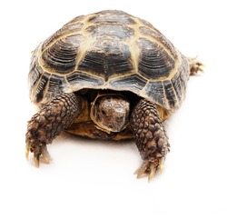 Turtle head - Free Stock Photo by raymond henry on Stockvault.net