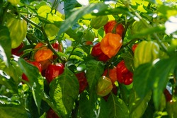 Health plant of chilli pepper 