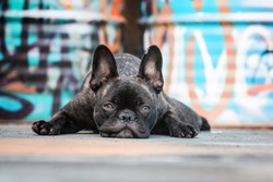 French Bulldog lying down on Graffiti