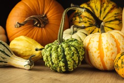 Variety of edible and decorative gourds and pumpkins. Autumn composition of different squash types on wooden table.