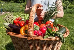 Girl holding a large basket full of fresh vegetables from her garden.