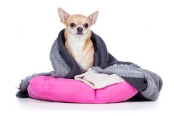 Chihuahua dog breed dog sits shivering in a blanket wrapped on pads