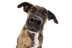 Staffordshire terrier dog mixed head with big nose looking funny silly wide angle