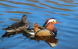 Colourful male and female Mandarin Ducks close up