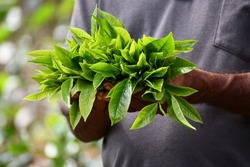 bunch of fresh pure organic Ceylon tea leaves on hand. Tea picker holding in his hands freshly picked natural tea leaves. 