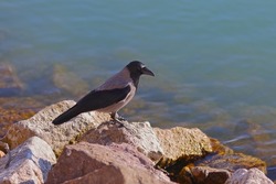 Hooded crow (corvus corone cornix) sitting on the stones of a sunny lake shore. Color wildlife photo of one of the most intelligent bird species.