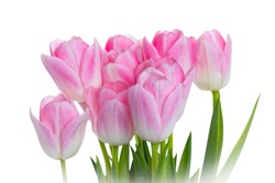 Bouquet of beautiful pink tulips on white background.