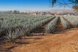 Tequila landscape agave field in Guadalajara, Jalisco, Mexico.