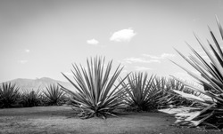 Agave tequila landscape to Guadalajara, Jalisco, Mexico. Black and white