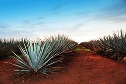 Agave tequila landscape to Guadalajara, Jalisco, Mexico.