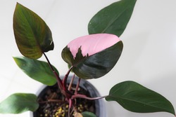 Philodendron Pink Princess on branch in the pot with wall background.