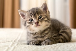 Cute tabby kitten lies on white plaid at home. Newborn kitten, Baby cat, Kid animal and cat concept. Domestic animal. Home pet. Cozy home cat, kitten.
