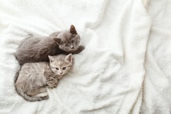 2 two gray striped kittens. Beautiful striped kittens lie on soft fluffy beige plaid. Cozy home with pet cats, animal baby. Top view with copy space. Sleeping cat portrait.