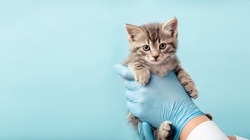 Kitten vet examining. Striped gray cat in doctor hands on color blue background. Kitten pet check up, vaccination in veterinarian animal clinic.Health care domestic animal.Long Web banner Copy space