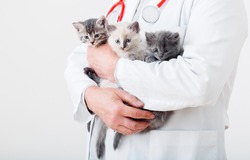 Cat in Vet doctor hands. Doctor veterinarian examining 3 three kittens. Baby cats in Veterinary clinic. Vet medicine for pets and cats. Kittens animal portrait