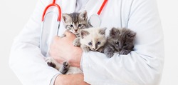 Cat kitten in Vet doctor hands. Veterinarian Doctor with stethoscope holding 3 three kittens of different breeds in Veterinary clinic. Vet medicine for pets and cats. Long web banner