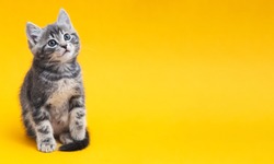 Small tabby kitten on yellow background with copy space. Gray cat isolated on color background with copy space. Kid animal with interested, question facial face expression