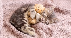 Baby cat sleeps on cozy blanket hugs a toy. Fluffy tabby kitten snoozing comfortably with teddy bear on knitted pink bed. Long web banner with copy space.