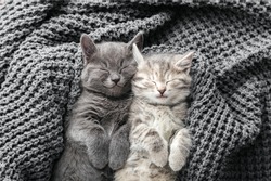 Couple cute kittens in love sleeping on gray soft knitted blanket. Cats rest napping on bed. Feline love and friendship on valentine day. Comfortable pets sleep at cozy home. Top view