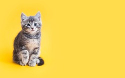 Kitten on color background with copy space. Gray small tabby cat isolated on yellow background