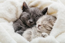 2 sleepy kittens with paws sleep comfortably in white blanket. Family couple cats resting together. Two gray and tabby beautiful domestic kitten in love hugging.