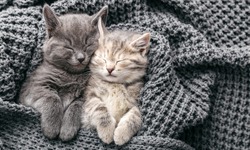 Couple cute kittens in love sleeping on gray soft knitted blanket. Cats rest napping on bed have sweet dreams. Feline love friendship on valentine day. Comfortable pets sleep at cozy home. Copy space.