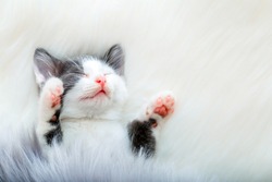 little happy kitten in sleep lift up paws showing pink paw pads white fluffy plaid. Cat comfortably nap relax at cozy bed. Kitten pet animal pink nose have Sweet dreams copy space. High quality photo