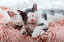 Couple little happy Cute kittens in love sleep together on pink fluffy plaid. Portrait of two cats pets animal comfortably sleep relax at cozy home. Kittens pink noses paws close up.High quality photo