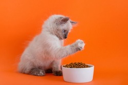Cute fluffy gray kitten eat dry food, feed in bowl Isolated on color orange background copy space. Cat play by paw with cats food and eats it. Veterinary vet healthy animal nutrition minimal concept