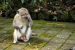 Scenes from Ubud's Sacred Monkey Forest Sanctuary