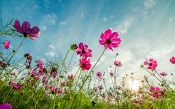Purple, pink, red, cosmos flowers in the garden with  blue sky and clouds background in vintage style soft focus.