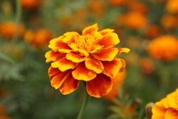 Marigolds in the flowerbed bloomed beautifully. Bright flowers on a green background