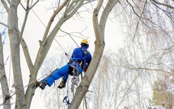 cutting arborist in pruning, cutting back, removing leafless mature nut branches safely. tree surgeon working using chainsaw, multiple ropes, equipment. hanging among branches, wearing safety gear