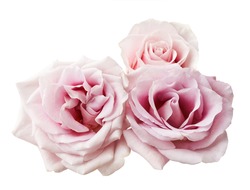 Three pink rose flowers isolated on white background. Beautiful Rose branch.
