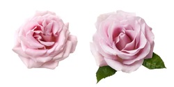 Set of pink rose flowers isolated on white background. Beautiful two Rose flowers.