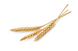Three wheat spikelets isolated on white background. Top view wheats.