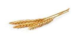 Three wheat spikelets isolated on white background