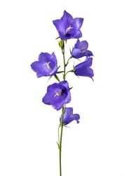 Beautiful violet or blue bell flowers isolated on white background.