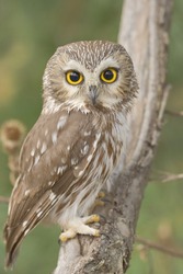  Northern Saw-whet owl, one of smallest owls, perching in the wild.Made with shallow depth of field on purpose. Latin name - Aegolius acadicus.