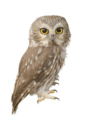 Northern Saw-whet owl. Very close up, shallow depth of field. Latin name - Aegolius acadicus.